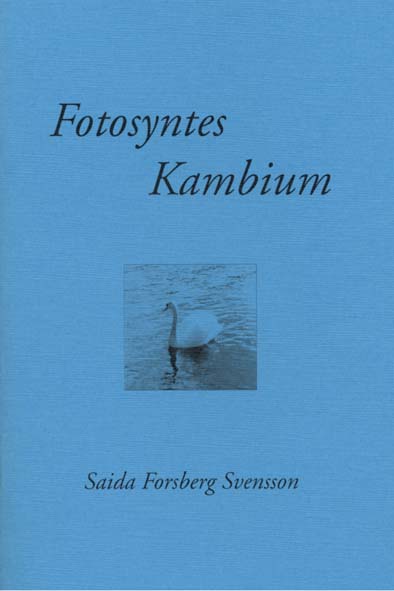 Fotosyntes kambium.jpg